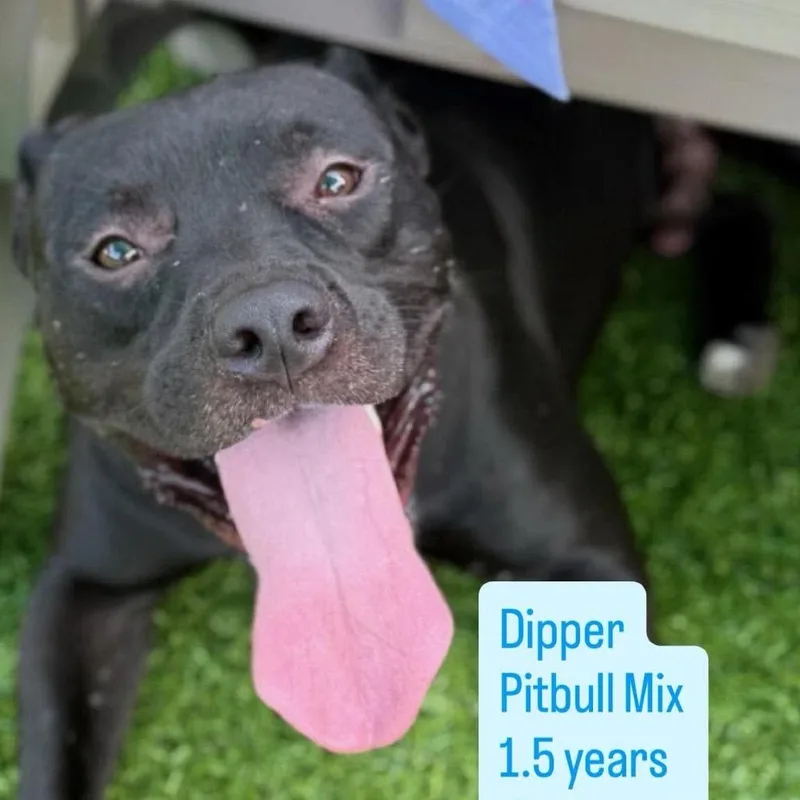 Dipper thumbnail 2