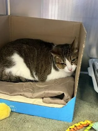 An adult small-sized female Domestic Short Hair cat named Mozza for adoption in West Chester, PA