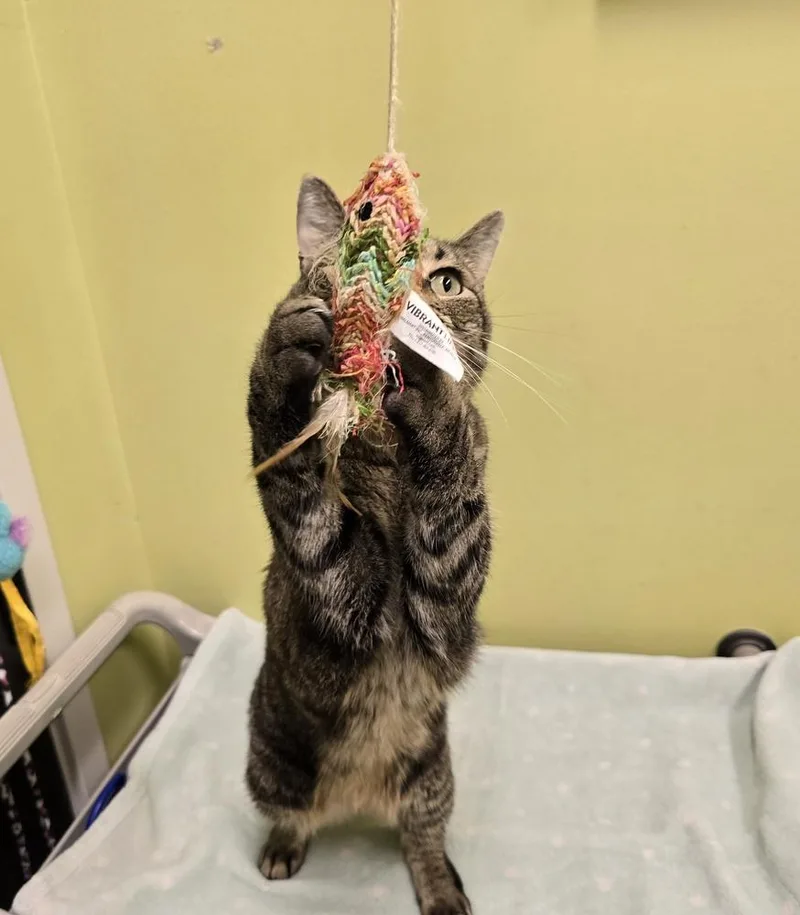 An adult large-sized male Domestic Short Hair cat named Jimmy for adoption in Dickson, TN