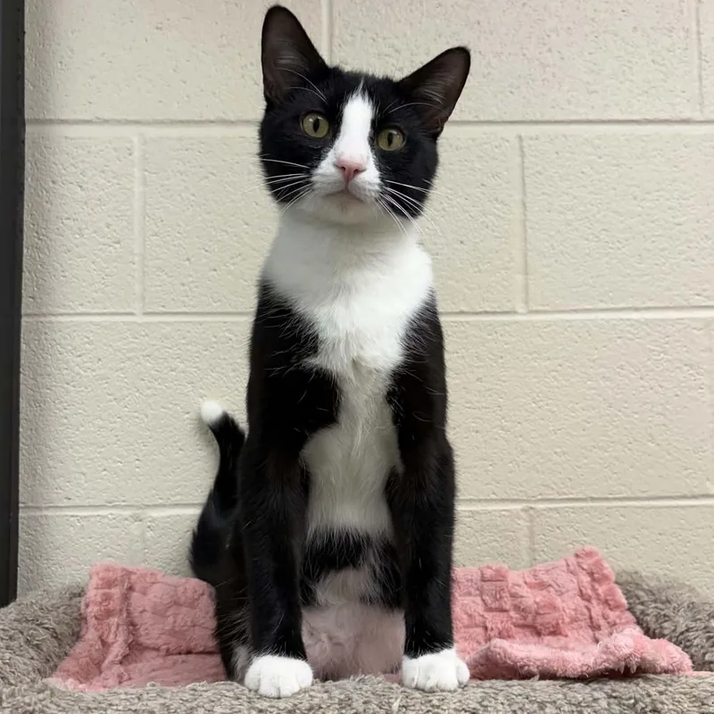 An adult medium-sized male Black & White / Tuxedo Domestic Short Hair cat named Rooster for adoption in Valparaiso, IN