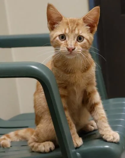 A baby small-sized male Domestic Short Hair cat named Pip for adoption in Baraboo, WI