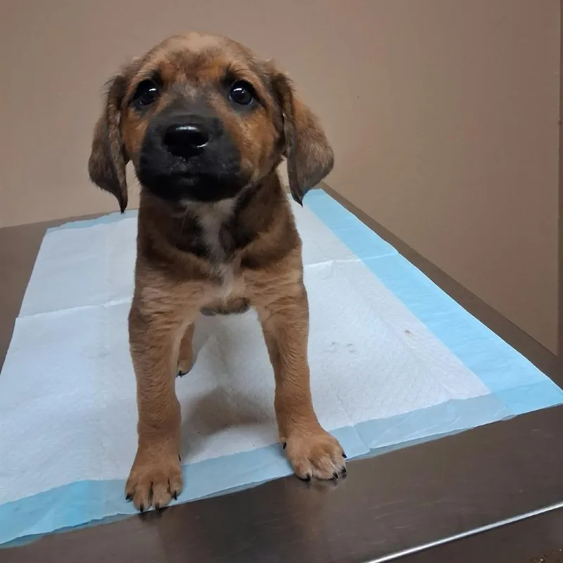 A baby small-sized male Brown / Chocolate Mixed Breed dog named Snips for adoption in Stilwell, OK