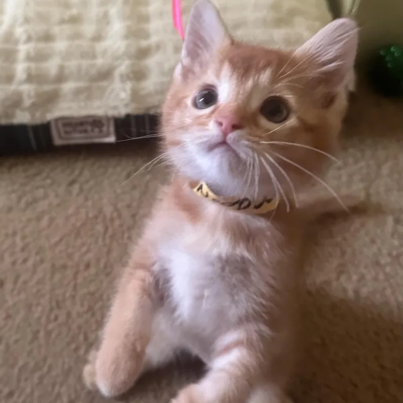 A baby small-sized male Orange / Red Domestic Short Hair cat named Noodle for adoption in Columbia, MO