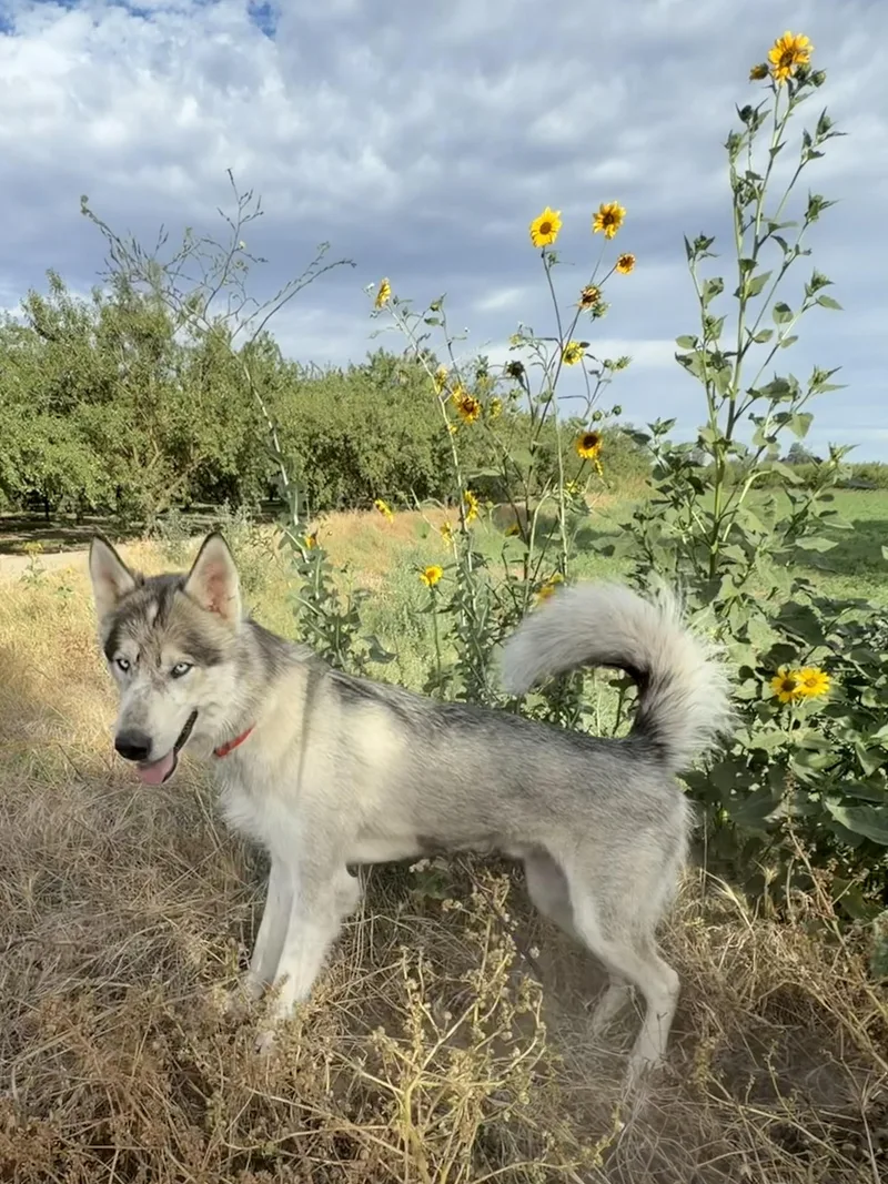 An adult medium-sized male Black Siberian Husky dog named Maverick for adoption in Manteca, CA