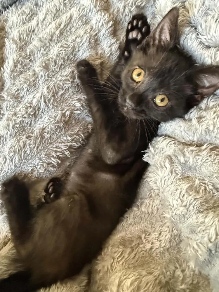 A baby small-sized male Black Domestic Short Hair cat named Picacho for adoption in tucson, AZ