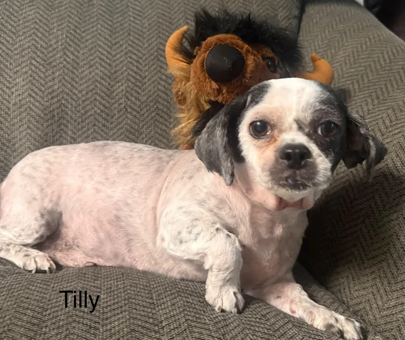 A senior small-sized female Harlequin Shih Tzu dog named Tilly for adoption in Hop Bottom, PA