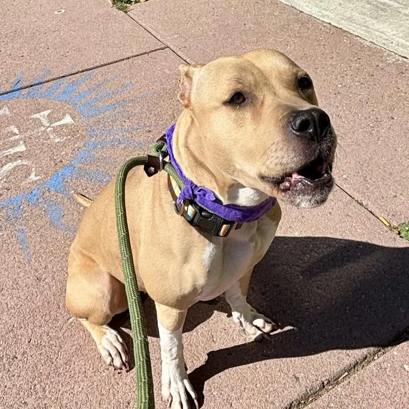 An adult medium-sized female Yellow / Tan / Blond / Fawn Pit Bull Terrier dog named Lady Rose for adoption in Buffalo, NY