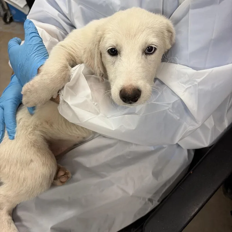A baby small-sized female White / Cream Great Pyrenees dog named Twina for adoption in Edinburg, TX