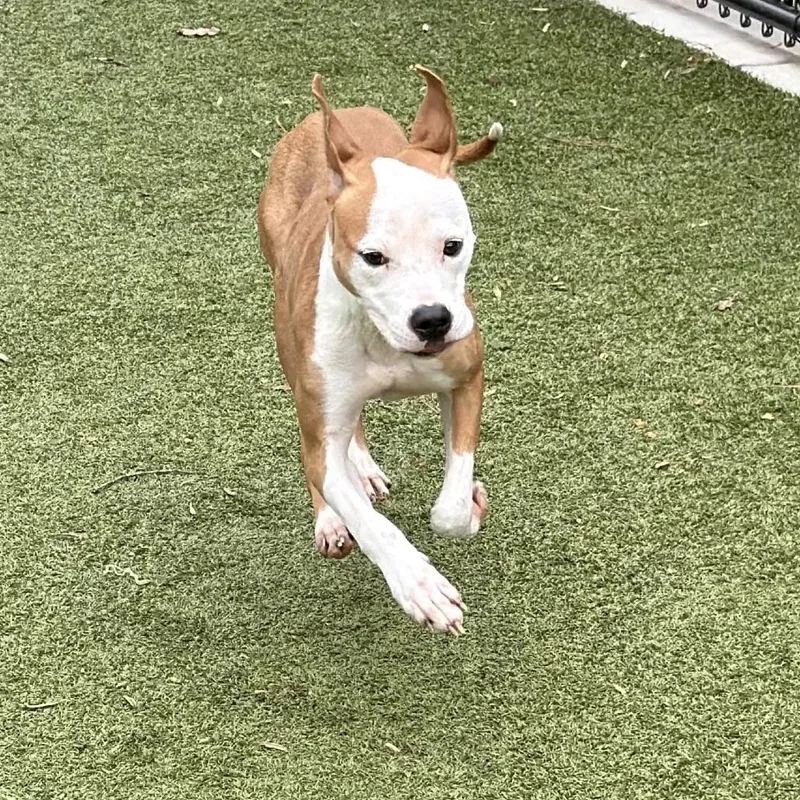 A young medium-sized female Brown / Chocolate Mixed Breed dog named Trix for adoption in Greensboro, NC