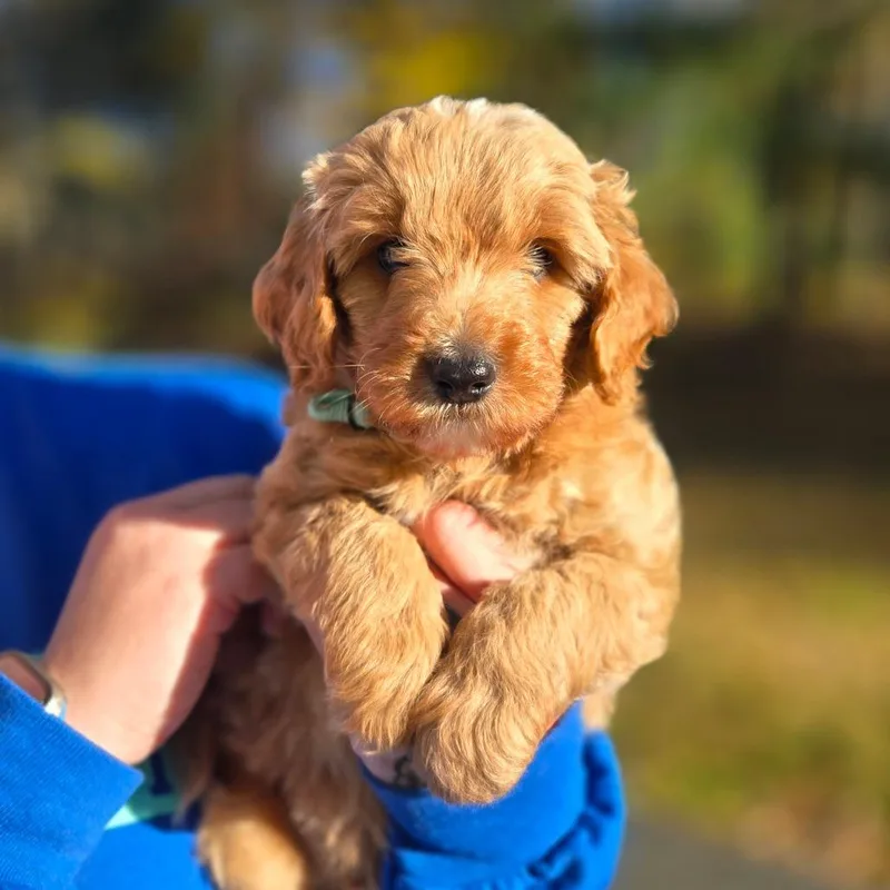 A baby medium-sized male Yellow / Tan / Blond / Fawn Poodle dog named CT Kayden avail Oct for adoption in Eastford, CT