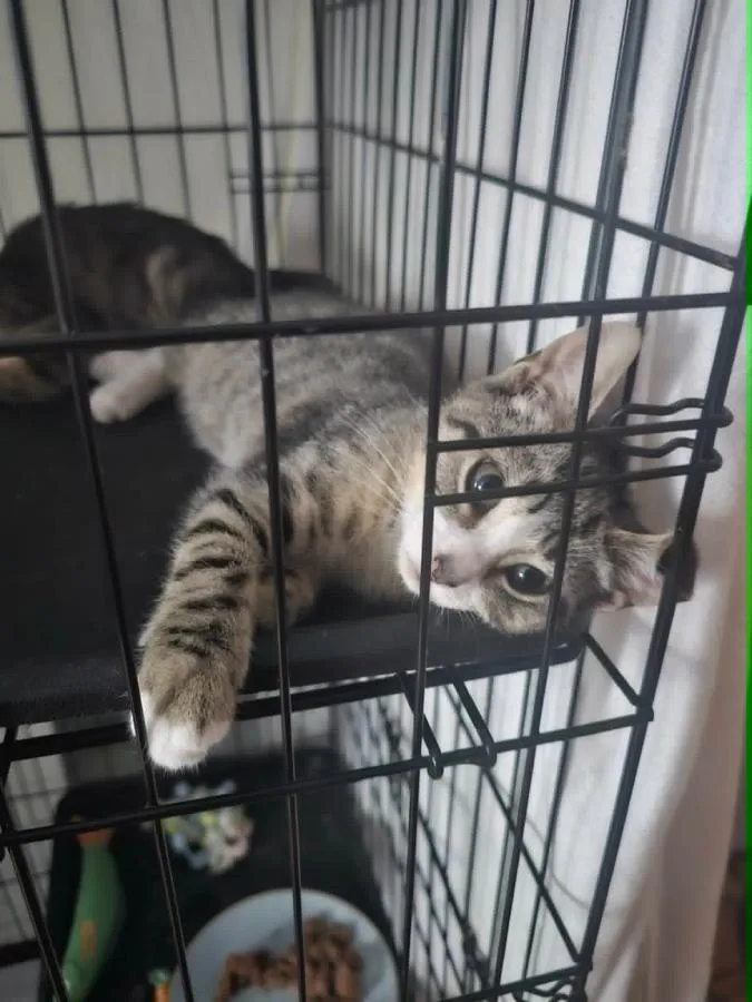 A baby small-sized female Tabby (Buff / Tan / Fawn) Domestic Short Hair cat named Kaja for adoption in Brooklyn, NY