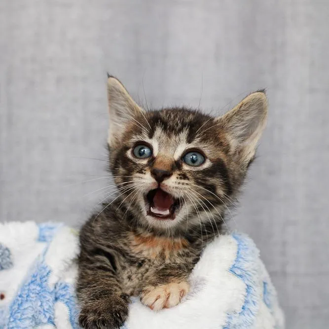A baby small-sized female Gray / Blue / Silver Domestic Short Hair cat named Heather for adoption in Hattiesburg, MS