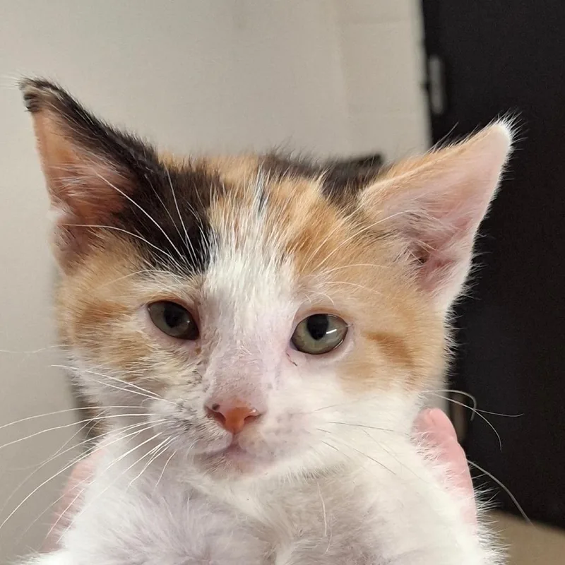 A baby small-sized female Calico Domestic Short Hair cat named Tinker Bell for adoption in Zanesville, OH