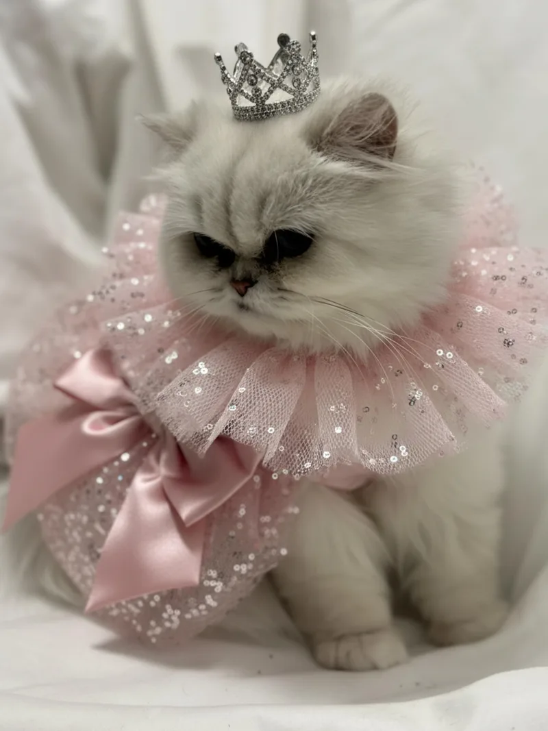 A young small-sized female White Persian cat named Snuffles for adoption in Fredericksburg, VA