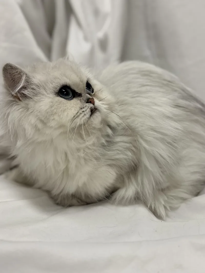 Snuffles thumbnail 3