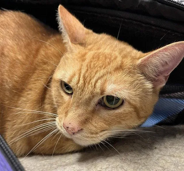 A senior large-sized male Domestic Short Hair cat named Boo Boo for adoption in Tavares, FL