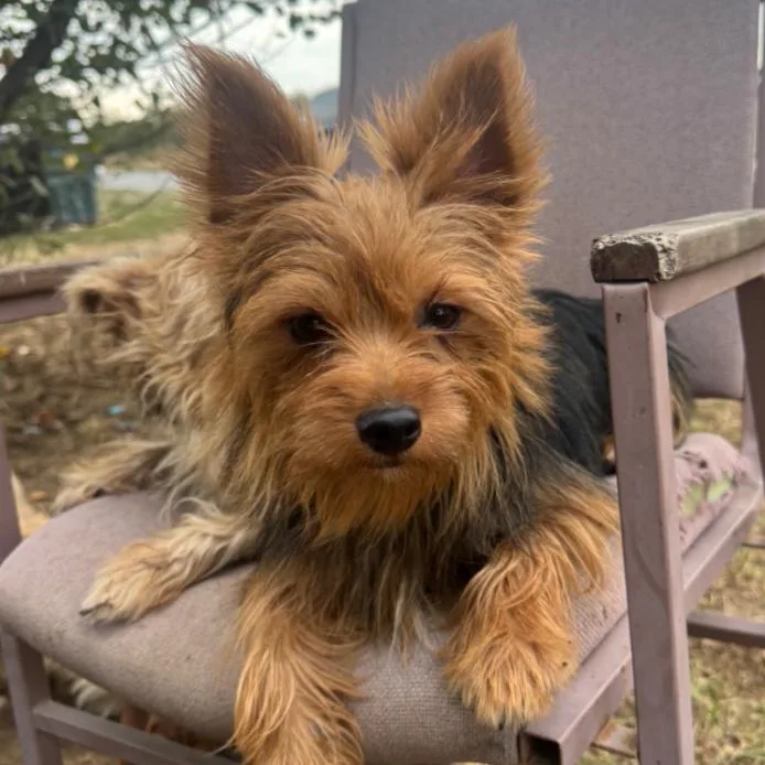 An adult small-sized male Brown / Chocolate Yorkshire Terrier dog named CharlieBoxer for adoption in West Plains, MO