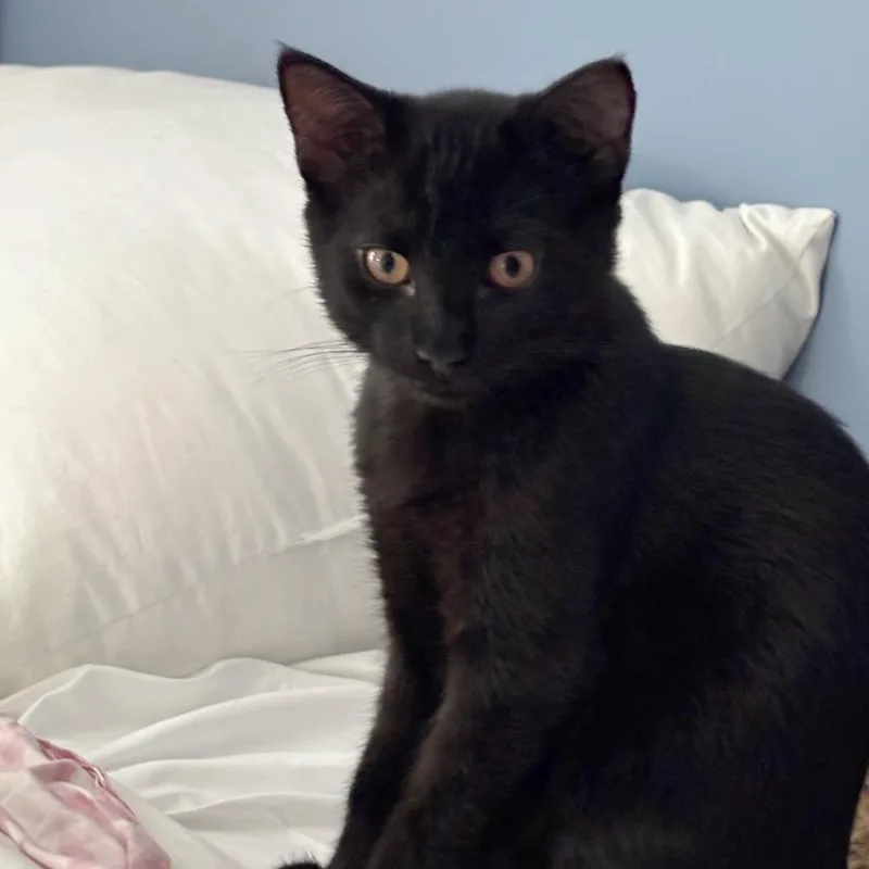 A baby small-sized male Black Domestic Short Hair cat named Bear for adoption in Medina, OH