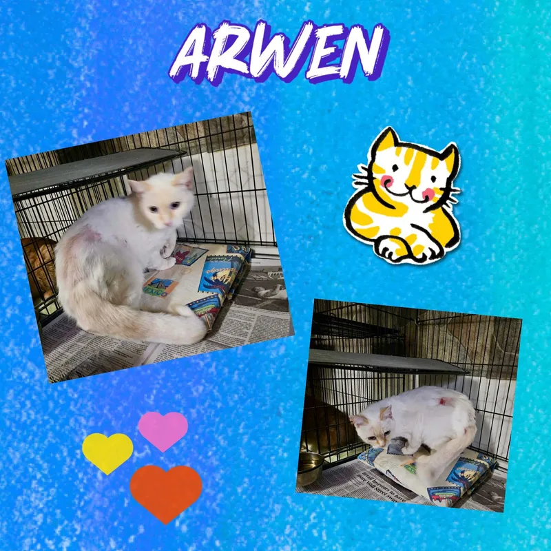 Arwen