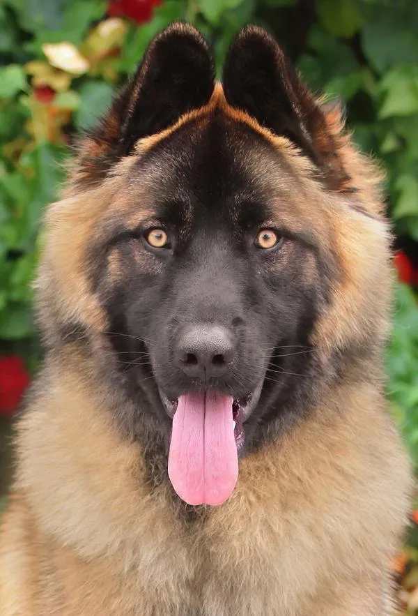 A young large-sized male Black German Shepherd Dog dog named Webster Von Wildau for adoption in Los Angeles, CA