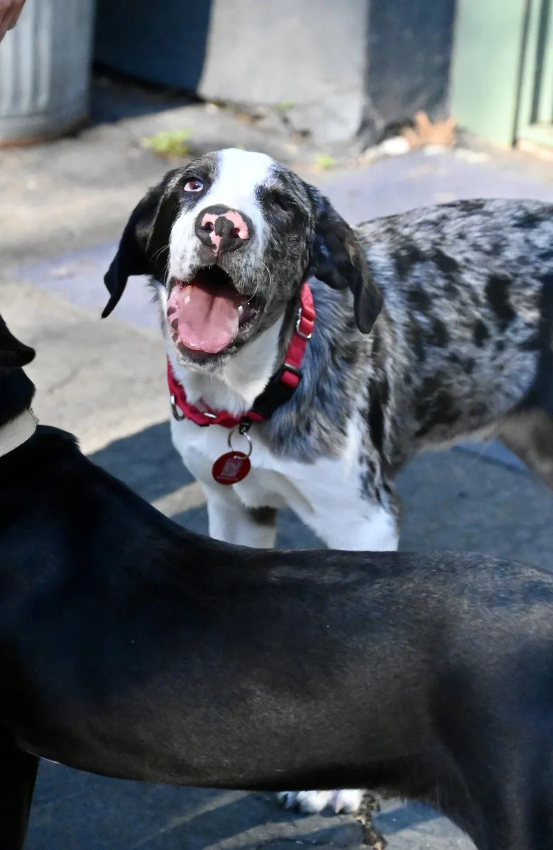 A baby large-sized male Hound dog named Stewie Winter Local for adoption in Wakefield, RI