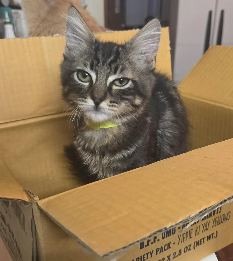 A baby small-sized male Tabby (Brown / Chocolate) Domestic Medium Hair cat named Rex for adoption in RIVERSIDE, CA