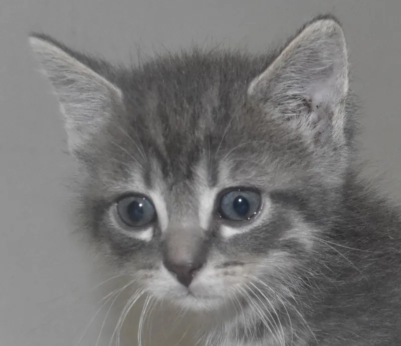 A baby large-sized male Domestic Short Hair cat named Peach Cobbler for adoption in Springfield, OH