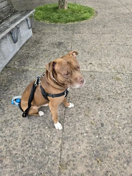 An adult medium-sized male Mixed Breed dog named Companion for adoption in New York, NY