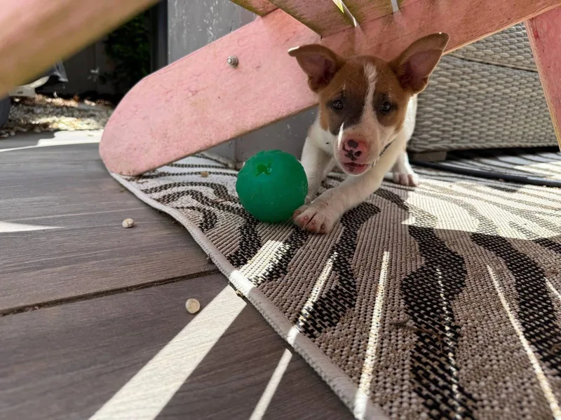 A baby medium-sized female Terrier dog named Wheezy for adoption in Oakhurst, NJ
