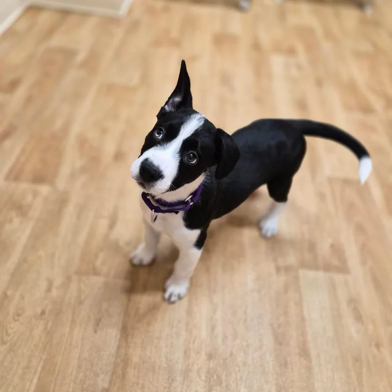 A baby medium-sized female Black Mixed Breed dog named Pilsner for adoption in Woodstock, IL
