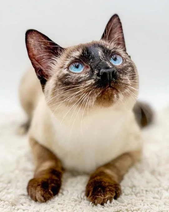 Kisi Is Stunning And thumbnail 3