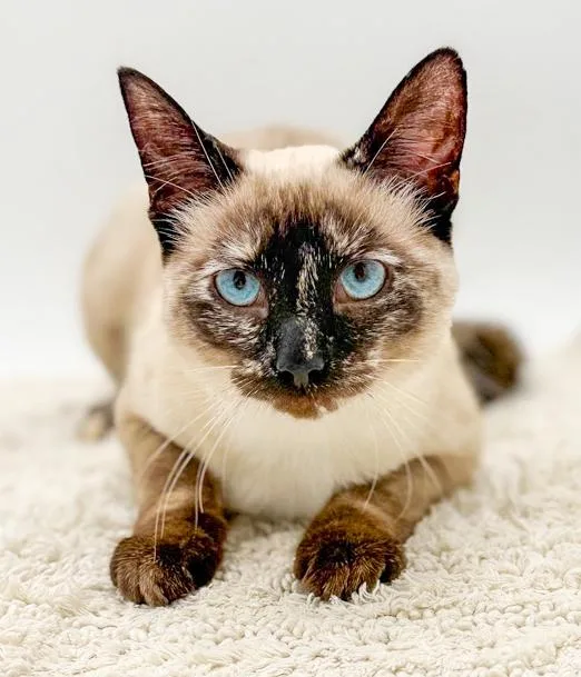 A baby medium-sized female Chocolate Point Siamese cat named Kisi Is Stunning And for adoption in Bedford Hills, NY