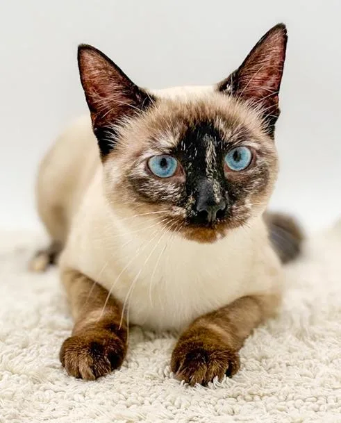 Kisi Is Stunning And thumbnail 5