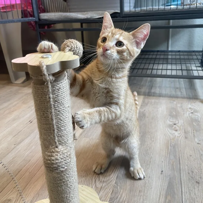 A baby small-sized male Orange / Red Domestic Short Hair cat named Goose for adoption in Saint Charles, MO