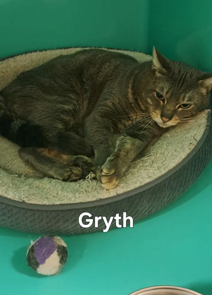 A young large-sized male Domestic Short Hair cat named Gryth for adoption in Plattsburgh, NY