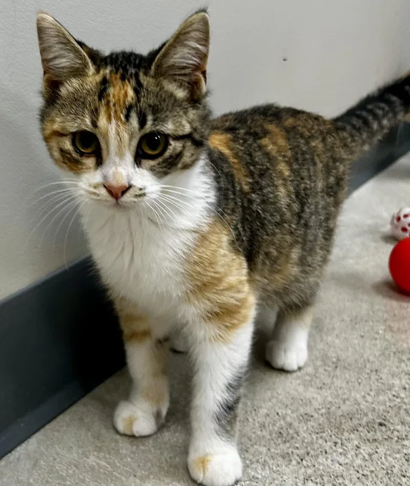 A young medium-sized female Torbie cat named Lilo for adoption in Sandusky, MI
