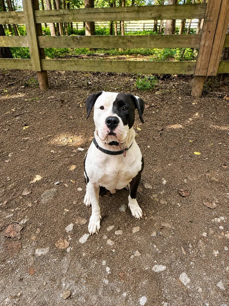 An adult large-sized male Pit Bull Terrier dog named Dodge for adoption in Nashville, TN