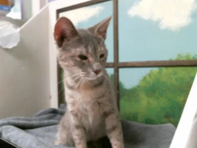 A young small-sized female Domestic Short Hair cat named Selene for adoption in Houston, TX