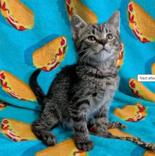 A baby small-sized female Domestic Short Hair cat named Four Pounds Of Butter for adoption in Colorado Springs, CO