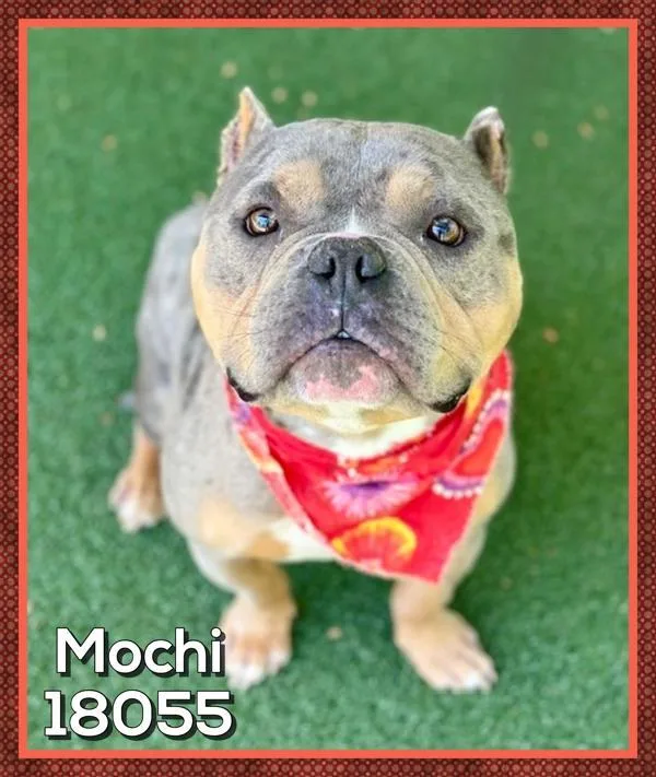 An adult medium-sized male Pit Bull Terrier dog named Mochi for adoption in Marietta, GA