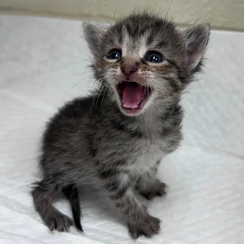 A baby small-sized female Black Domestic Short Hair cat named Terra for adoption in Bastrop, TX