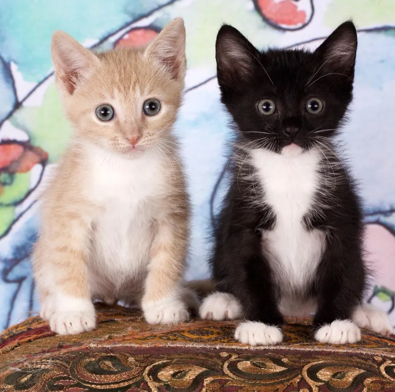 A baby small-sized female Domestic Short Hair cat named Dr. Victoria Frankenstein for adoption in Gilbert, AZ