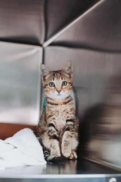 A young small-sized female Domestic Short Hair cat named a Hootie for adoption in North Charleston, SC
