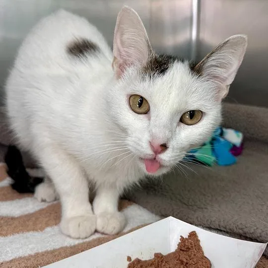 An adult medium-sized female White Domestic Short Hair cat named Fancy for adoption in Matteson, IL