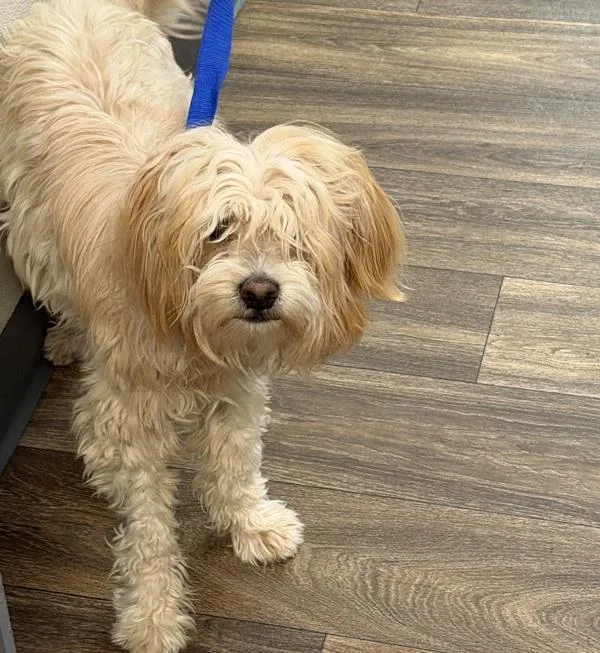 A young medium-sized female Terrier dog named Bubbles for adoption in San Diego, CA