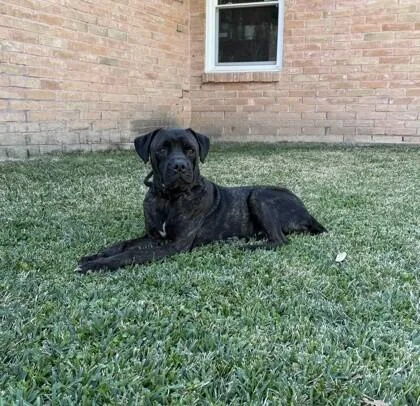 An adult medium-sized male Black Mastiff dog named Rufio for adoption in Houston, TX