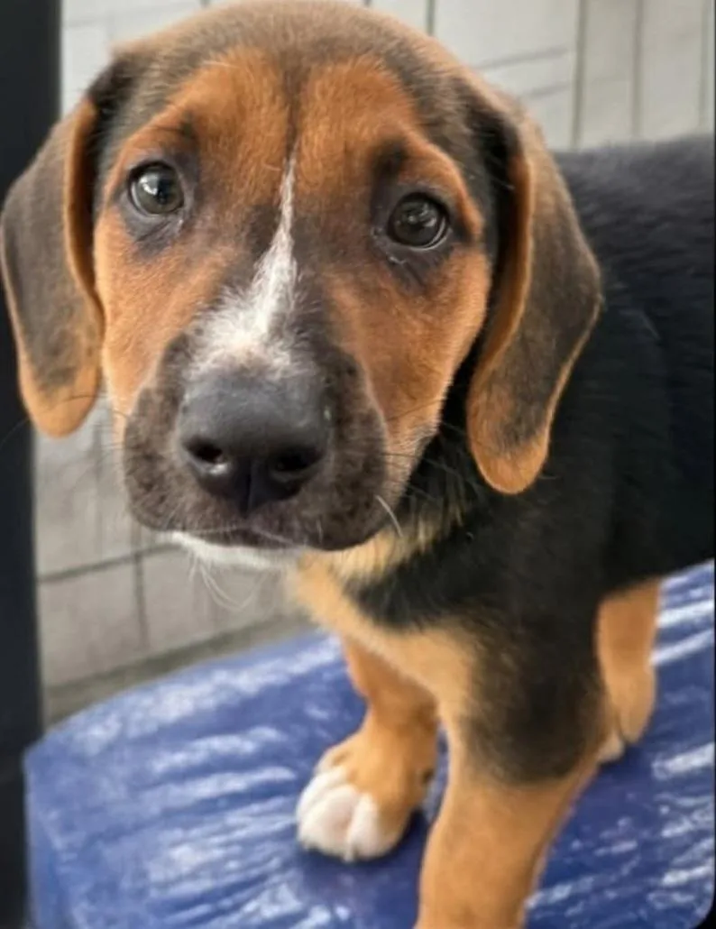 A baby medium-sized female Basset Hound dog named Molly for adoption in Townville, SC