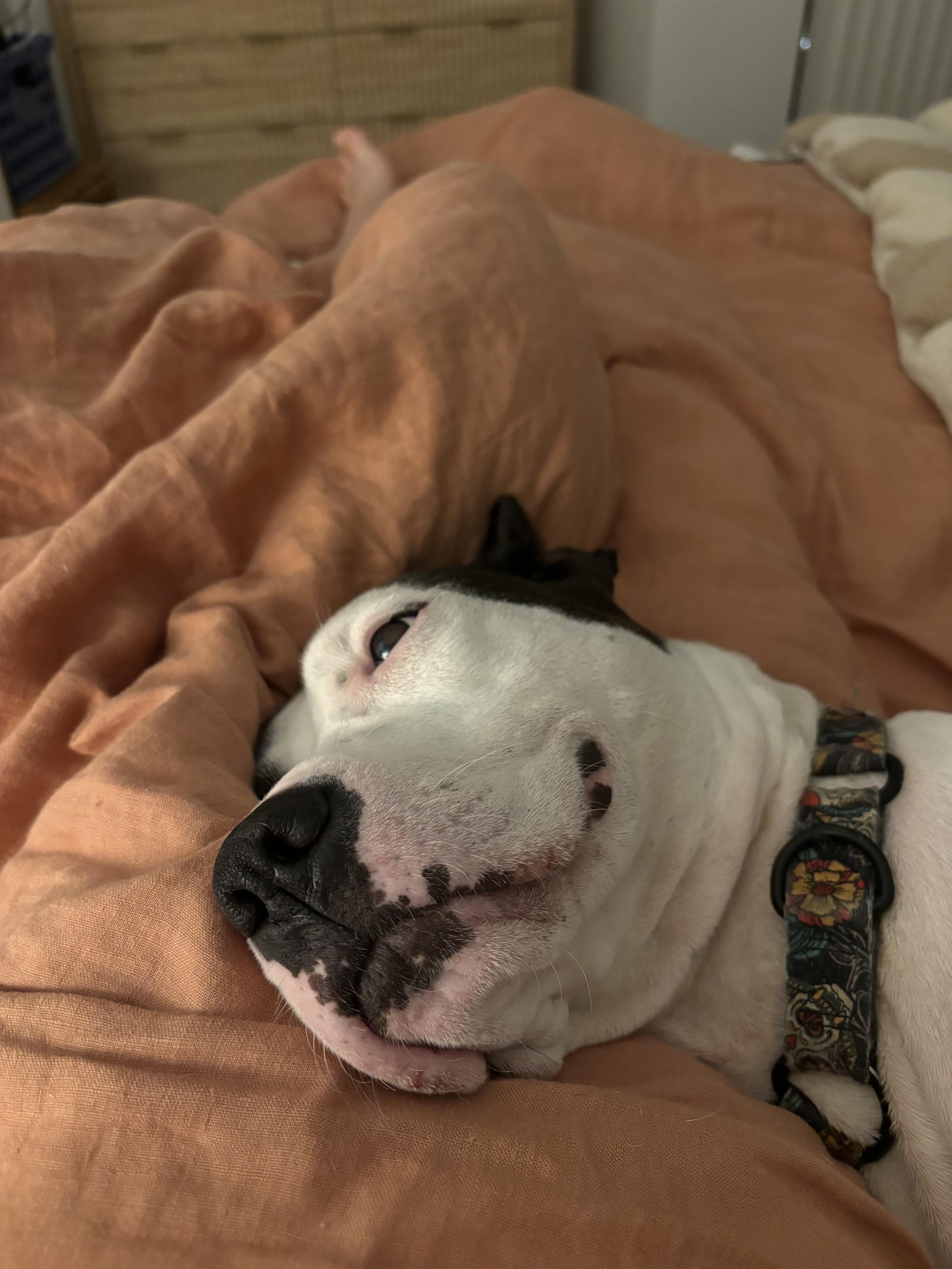 An adult large-sized female Black Pit Bull Terrier dog named Aaliyah for adoption in Philadelphia, PA
