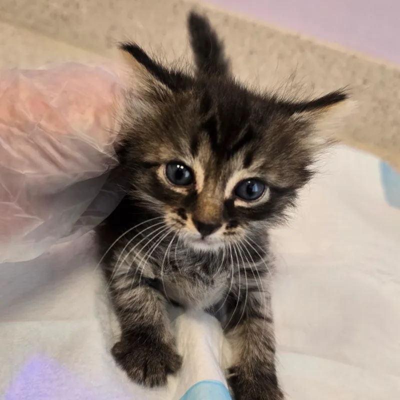 A baby small-sized female Gray / Blue / Silver Domestic Medium Hair cat named Barrel for adoption in Madisonville, TN