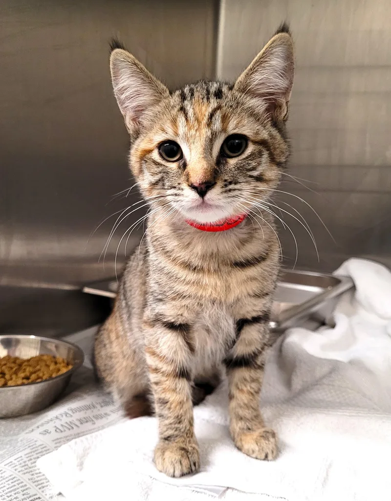 A baby medium-sized female Domestic Short Hair cat named Tivi for adoption in Los Angeles, CA